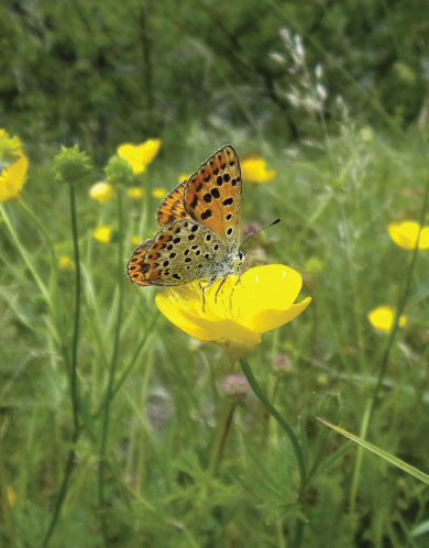 gite piscine cévennes