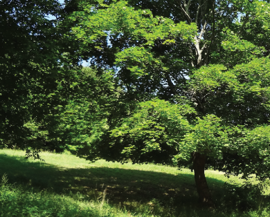 location vacances cévennes