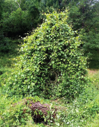 grands gites cévennes
