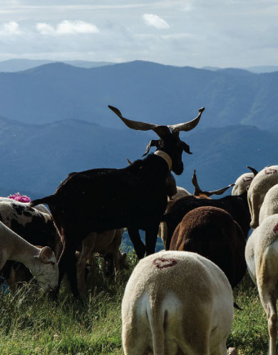 location gite cévennes